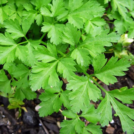 Parsley Essential Oil India 4